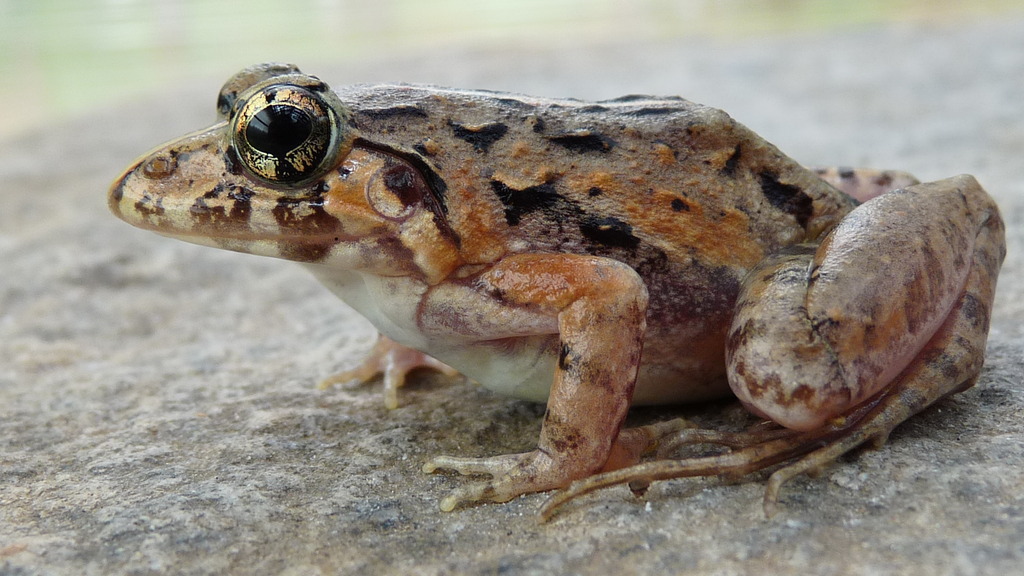 Short-webbed Frog (Minervarya brevipalmata)