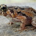 Short-webbed Frog - Photo (c) Benjamin Tapley, all rights reserved, uploaded by Benjamin Tapley