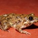 Mudduraja Cricket Frog - Photo (c) Benjamin Tapley, all rights reserved, uploaded by Benjamin Tapley