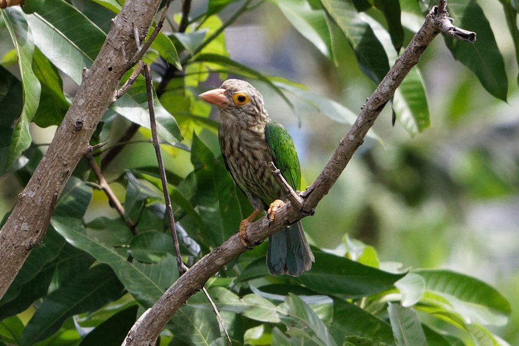 Linadted Lineated Barbet from Surat Thani, Changwat Surat Thani, Thailand on ...