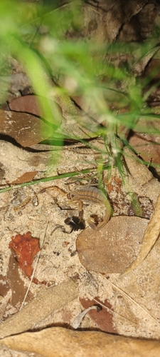 Orange Lesser-Thicktail Scorpion