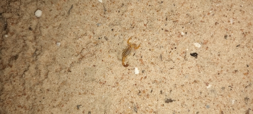 Ovambo Thicktail Scorpion