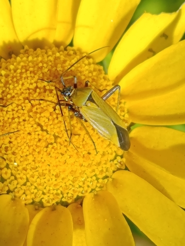 Calocoris nemoralis