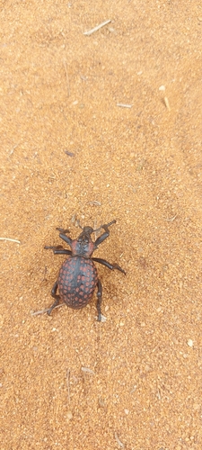 Red-spotted Lily Weevil