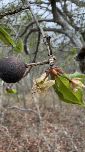Eugenia nordestina