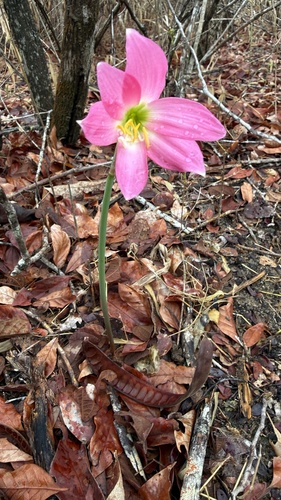 Zephyranthes cearensis