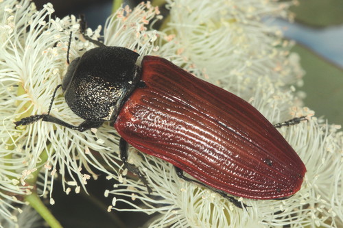 Temognatha chalcodera · NaturaLista Colombia