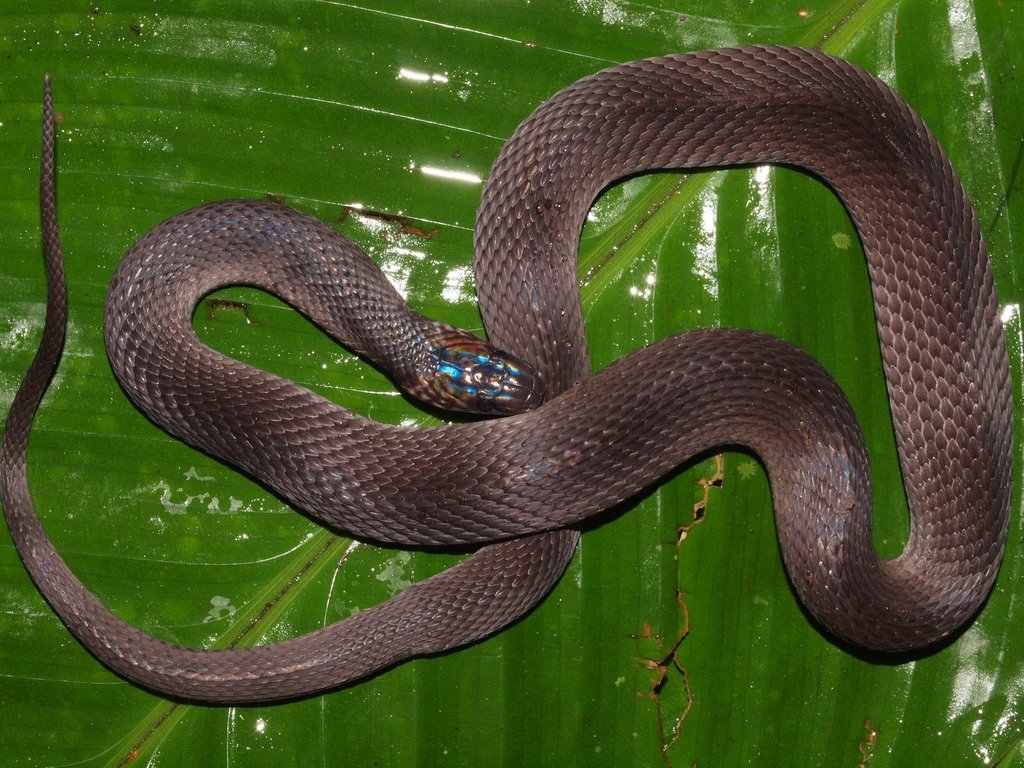 Red Coffee Snake (Ninia sebae) · iNaturalist
