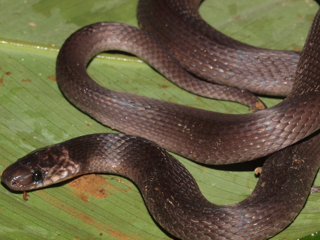 Red Coffee Snake (Ninia sebae) · iNaturalist