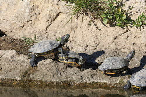 Trachemys scripta elegans