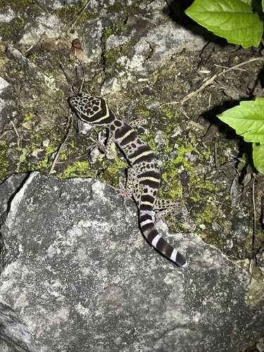 Guangxi cave gecko