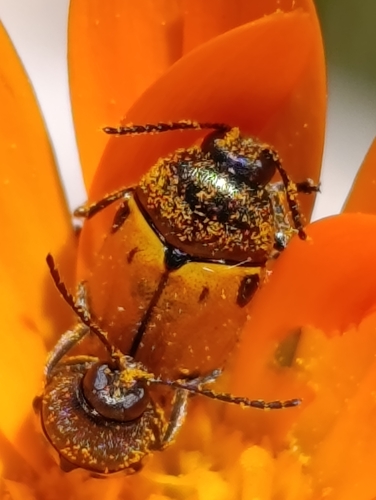 Cryptocephalus rugicollis