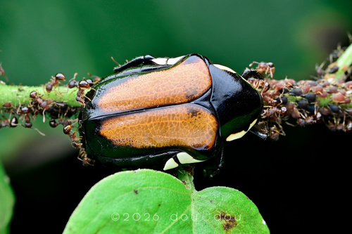 Campsiura mirabilis