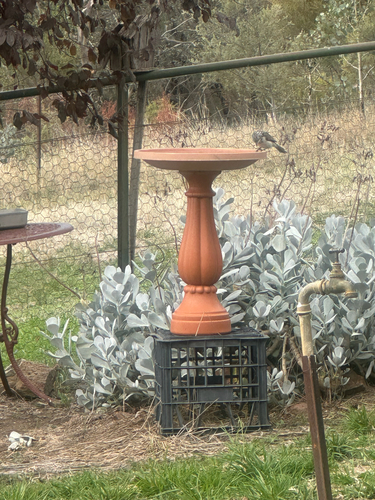 Striped Honeyeater