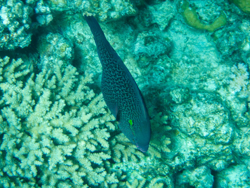 Scarus niger