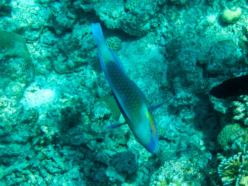 Chlorurus sordidus