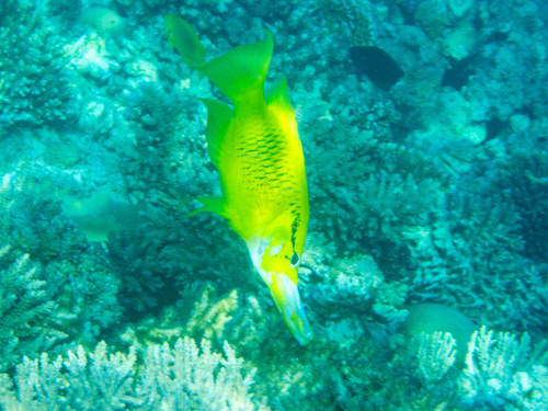 Epibulus insidiator