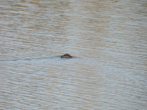animal observation 2