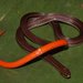 Ribboned Brittle-Snake - Photo (c) Paul Maier, all rights reserved, uploaded by Paul Maier