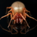 Woodlouse Spider - Photo (c) Graham Montgomery, all rights reserved, uploaded by Graham Montgomery