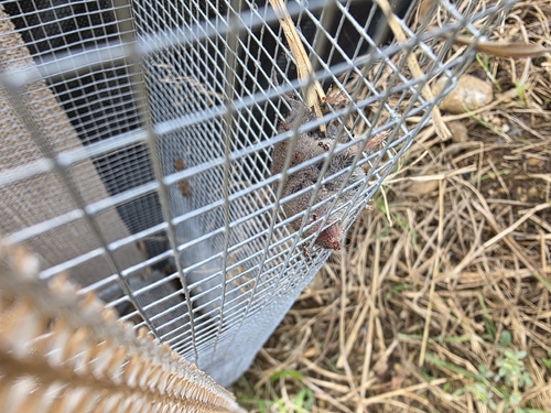 North American Least Shrew observed by joshcowger