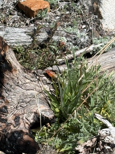 iNaturalist observation photo of Gilbert's Skink