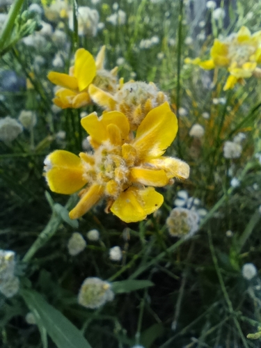 Avistamiento Genista umbellata