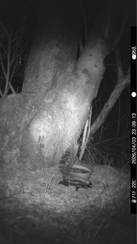 Zorrillo listado sureño observed by horebtrujillo
