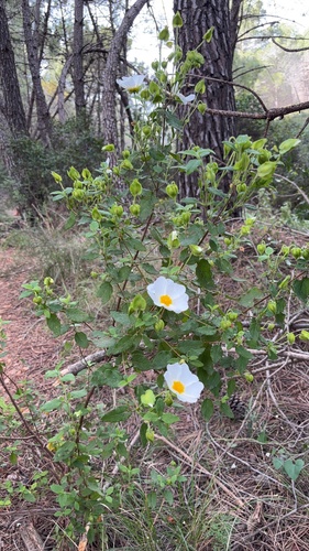 Avistamiento Cistus salviifolius