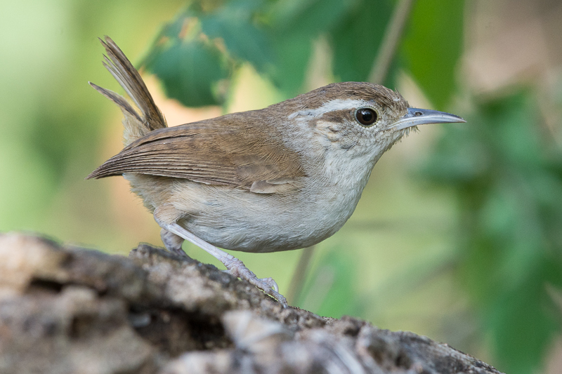 White-bellied Wren (Uropsila leucogastra) photo