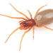 Woodlouse Hunter Spiders - Photo (c) Graham Montgomery, all rights reserved, uploaded by Graham Montgomery