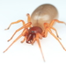 Woodlouse Spider - Photo (c) Graham Montgomery, all rights reserved, uploaded by Graham Montgomery