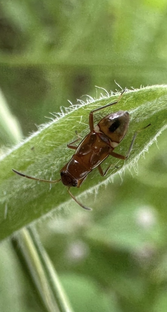 Texas Seed Insect Martian Seed Bug from Texas A&M University, College Station, TX, US on ...