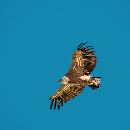 Avistamiento Buitre leonado