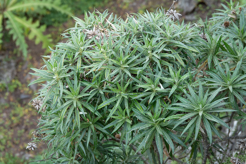 Carlina salicifolia