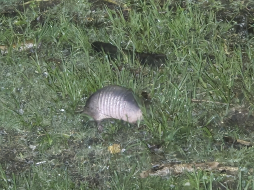 Southern Long-nosed Armadillo observed by pcaraujo
