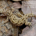 Hemidactylus scabriceps - Photo (c) chandra mouli, kaikki oikeudet pidätetään, lähettänyt chandra mouli