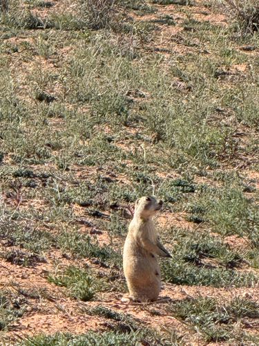 White-tailed Prairie Dog observed by juan_carlos64