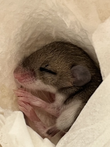 iNaturalist observation photo of Gambel's Deer Mouse