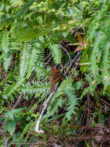 Streak-breasted Scimitar-Babbler