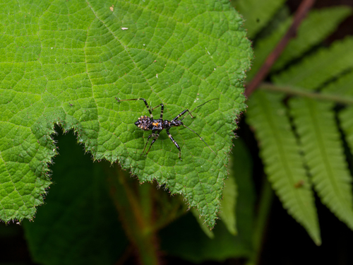Sphedanolestes impressicollis