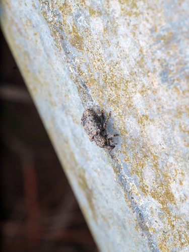 Niphades tubericollis