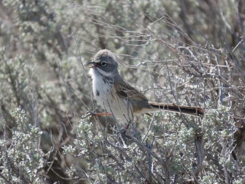 Sagebrush Sparrow