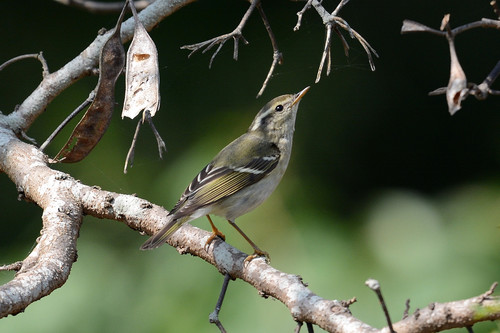 Yellow-browed Warbler