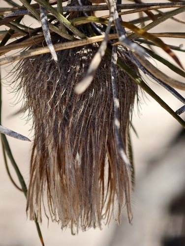 Banksia splendida splendida