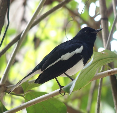 Sri Lankan Magpie-Robin (Subspecies Copsychus saularis ceylonensis ...