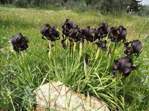 Black Iris (Iris nigricans) · iNaturalist