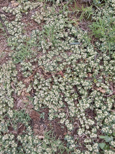 small matweed