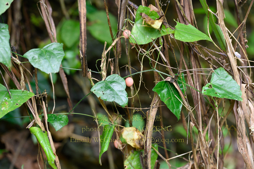 Indian Zehneria