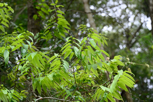 Lithocarpus oleifolius